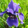 Ирис сибирский Ruffled Velvet (Раффлд Вельвет) © blumgarden.ru