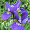 Ирис сибирский Ruffled Velvet (Раффлд Вельвет) © blumgarden.ru