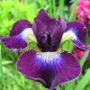 Ирис сибирский Hubbard © blumgarden.ru