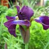 Ирис сибирский Hubbard © blumgarden.ru