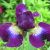 Ирис сибирский Hubbard © blumgarden.ru