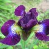 Ирис сибирский Hubbard © blumgarden.ru