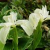 Ирис болотный (iris pseudacorus) © blumgarden.ru