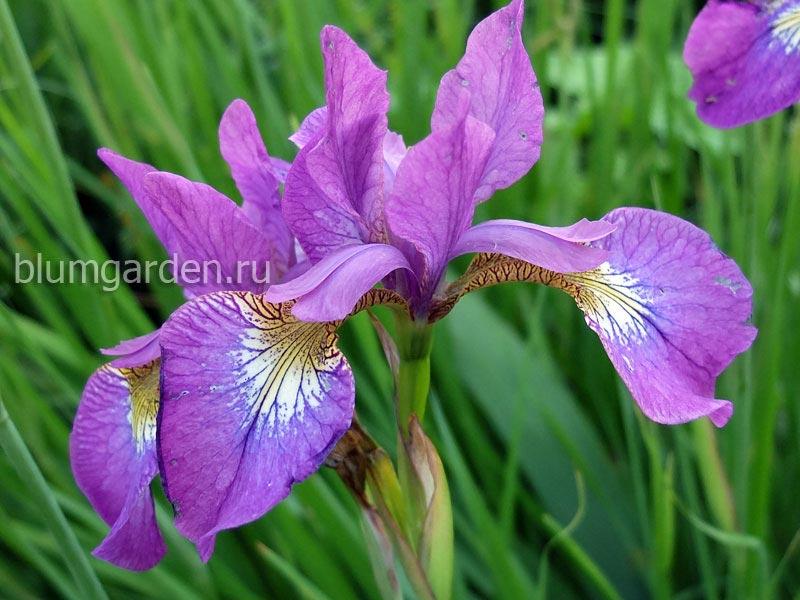 Ирис сибирский «Спарклинг Роуз» (Iris sibirica Sparkling Rose)