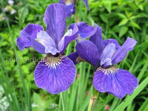 Ирис сибирский «Раффлд Вельвет» (Iris Sibirica Ruffled Velvet)