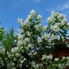 Цветущий куст жасмина © blumgarden.ru
