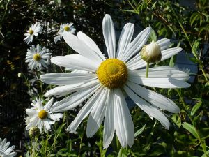 Леукантемелла (Leucanthemella Serotina)