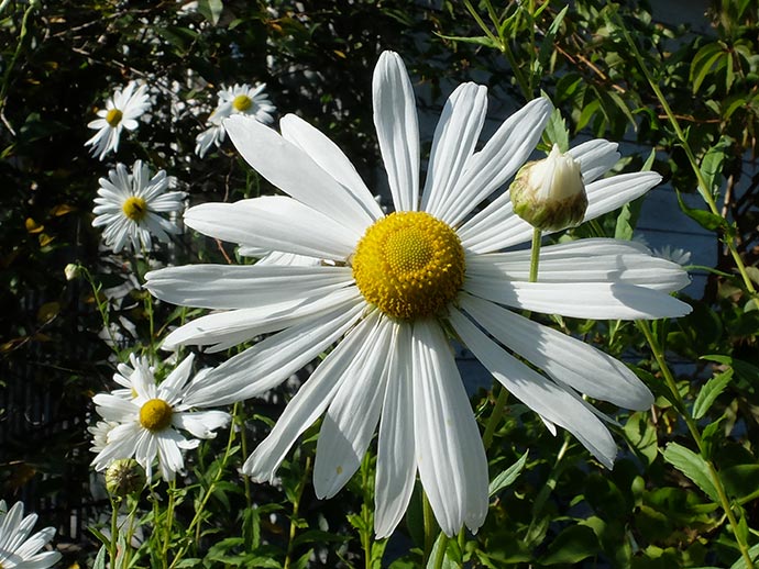 Леукантемелла (Leucanthemella serotina)