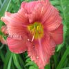Лилейник гибридный Rosy Returns © blumgarden.ru