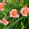 Лилейник гибридный Rosy Returns © blumgarden.ru