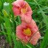 Лилейник гибридный Rosy Returns © blumgarden.ru