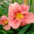 Лилейник гибридный Rosy Returns © blumgarden.ru