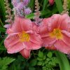 Лилейник гибридный Rosy Returns (Рози Ретурнс) © blumgarden.ru