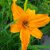 Лилейник Бернинг Дейлайт - Hemerocallis Burning Daylight © blumgarden.ru