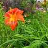 Лилейник Flasher (Hemerocallis «Флашер») © blumgarden.ru