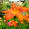 Лилейник Flasher (Hemerocallis «Флашер») © blumgarden.ru