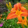 Лилейник высокий Flasher (Hemerocallis Флашер) © blumgarden.ru