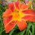Лилейник Flasher (Hemerocallis «Флашер») - декоративно-стабильное растение © blumgarden.ru