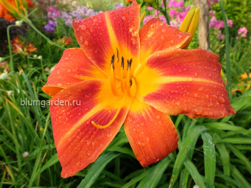 Лилейник «Флашер» (Hemerocallis Flasher)