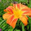 Daylily Flasher © blumgarden.ru