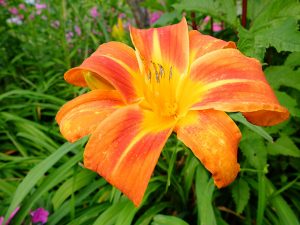 Daylily Flasher © Blumgarden.ru