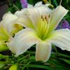 Лилейник гибридный «Дайкири» (Hemerocallis Daiquiri) © blumgarden.ru