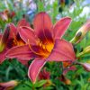 Лилейник Persian Princess © blumgarden.ru