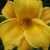 Лилейник Лейс Фэн (Daylily Lace Fan) © blumgarden.ru