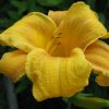 Лилейник крупноцветковый Lace Fan © blumgarden.ru