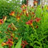 Лилейник бордово-красный Персидская Принцесса © blumgarden.ru