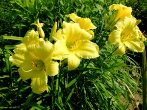 Лилейник гибридный «Сьюзи Вонг» (Hemerocallis Suzie Wong)