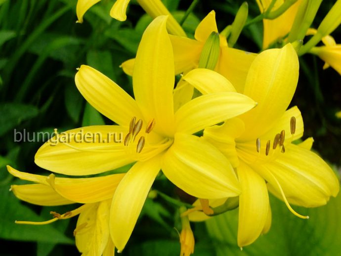 Лилейник желтый (Hemerocallis lilioasphodelus) © blumgarden.ru
