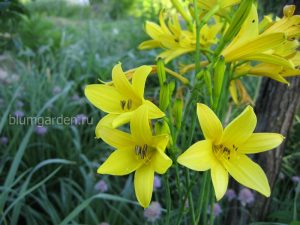 Лилейник желтый (Hemerocallis Lilioasphodelus) © Blumgarden.ru