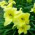 Лилейник гибридный «Сьюзи Вонг» (Hemerocallis Suzie Wong) © blumgarden.ru