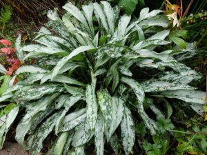 Медуница длиннолистная (Pulmonaria Longifolia)