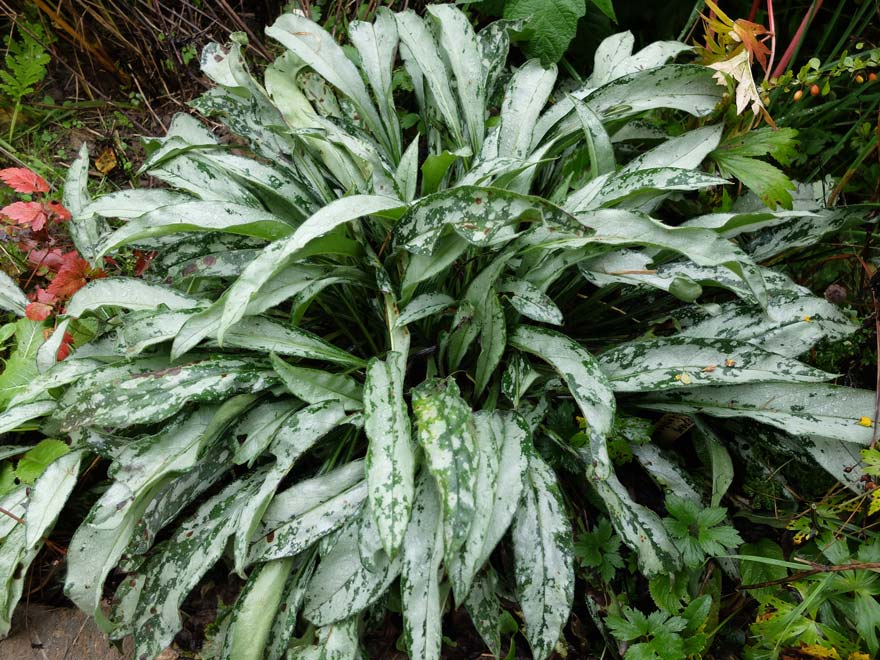 Медуница длиннолистная (Pulmonaria longifolia)