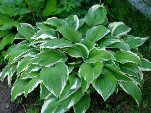 Хоста «Моерхейм» (Hosta Moerheim)