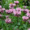 Монарда гибридная Beauty of Cobham © blumgarden.ru