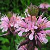 Монарда гибридная Бьюти оф Кобхем (Beauty of Cobham) © blumgarden.ru