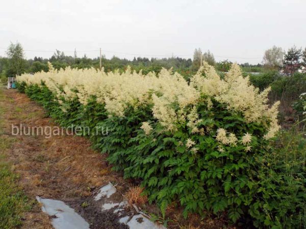 Арункус в питомнике © Blumgarden.ru