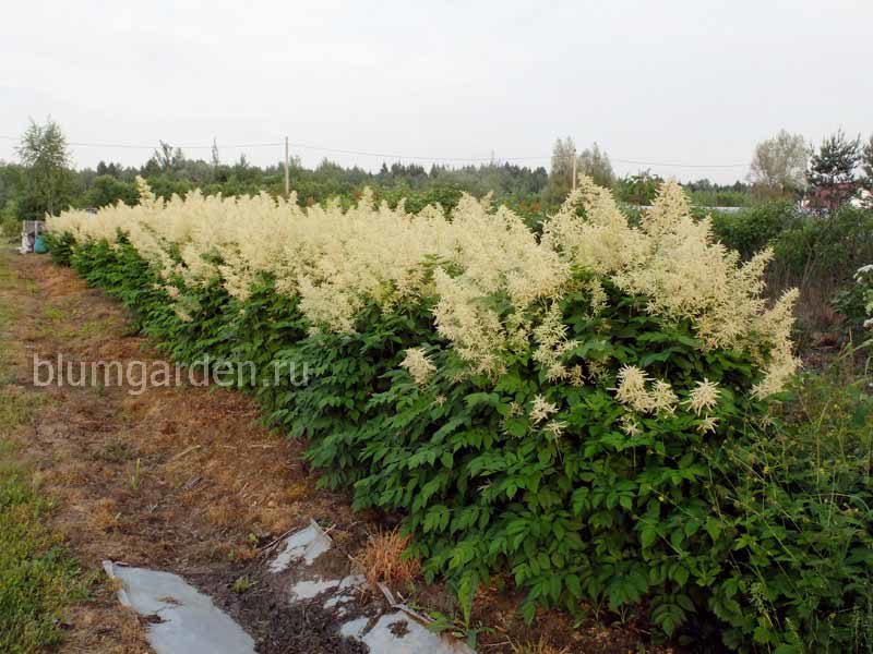 Арункус в питомнике © Blumgarden.ru