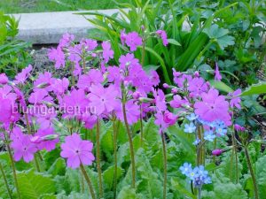 Примула кортузовидная (Primula Cortusoides) © Blumgarden.ru