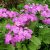Примула кортузовидная (Primula cortusoides) © blumgarden.ru