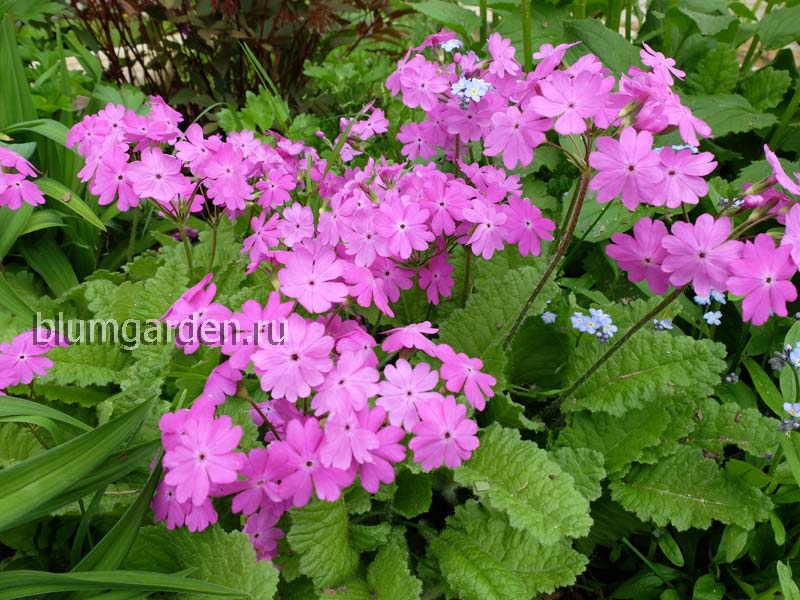 Примула кортузовидная (Primula cortusoides)