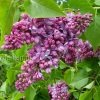 Сирень обыкновенная Maximowicz (Максимович) © blumgarden.ru