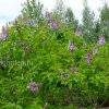Сирень обыкновенная Надежда © blumgarden.ru
