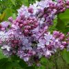 Сирень обыкновенная Надежда © blumgarden.ru