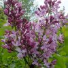 Сирень обыкновенная Романс © blumgarden.ru