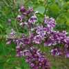 Сирень обыкновенная Сенсация © blumgarden.ru