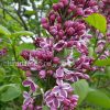 Сирень обыкновенная Сенсация © blumgarden.ru